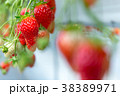 いちご狩り 38389971