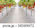 いちご狩り 38389972