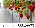 いちご狩り 38389973