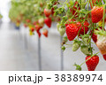 いちご狩り 38389974