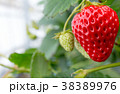 いちご狩り 38389976