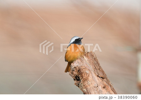 じょうびたき♂ 38390060