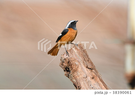 じょうびたき♂ 38390061