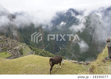 マチュピチュにいる動物 38390077