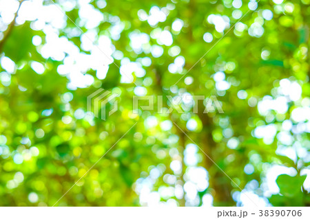 Blurred natural green scene of leaf background Blurred natural green scene of leaf background 38390706