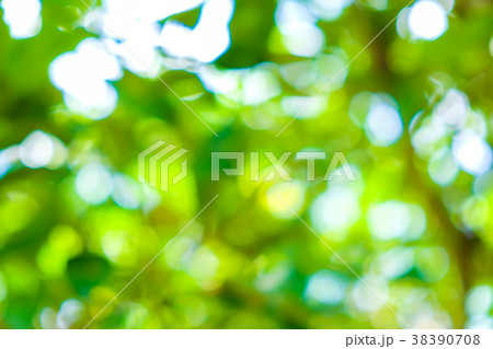 Green leaf blurred background with bokeh Green leaf blurred background with bokeh 38390708