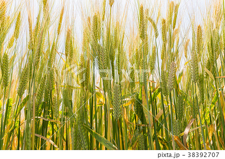 ビール麦　麦畑（5月） 38392707