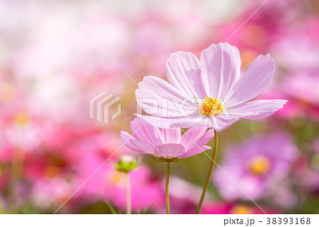 beautiful pink cosmos flower in garden beautiful pink cosmos flower in garden 38393168