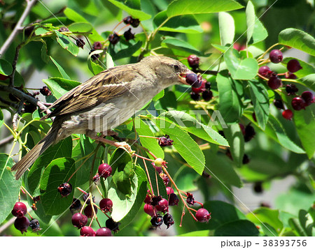 Toronto Lake sparrow 2016 38393756