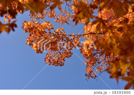紅葉の景色 38393900