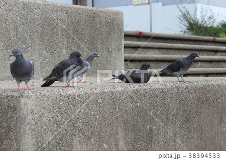 群れる鳩/大阪府大阪市中央区城見 38394533