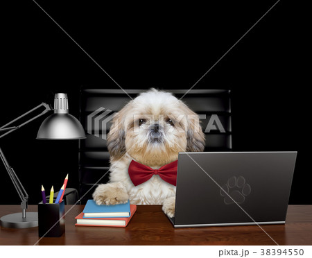 Shitzu dog manager is doing some work on the Shitzu dog manager is doing some work on the 38394550
