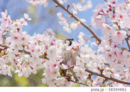 スズメと桜 38394661