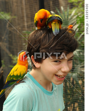 teenager smiling boy in asian zoo with ara parrots teenager smiling boy in asian zoo with ara parrots 38395400