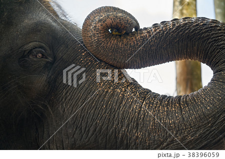 Trunk and face of asian elephant Trunk and face of asian elephant 38396059