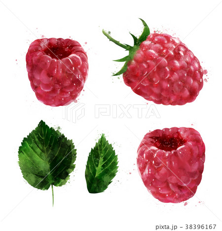 Raspberries on white background. Watercolor 38396167