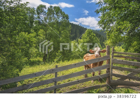 Cow behind a fence in alpine scenery 38396722