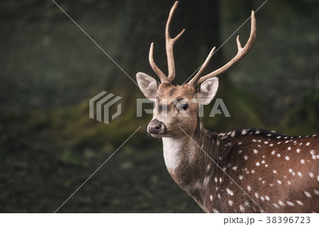 Cute fallow buck deer portrait Cute fallow buck deer portrait 38396723