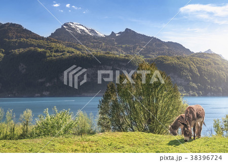 Pair of donkeys and spring alpine landscape 38396724