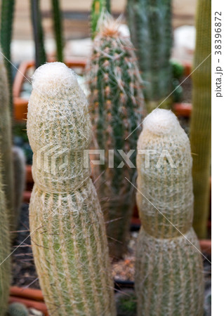 Rare exotic cactus Rare exotic cactus 38396872