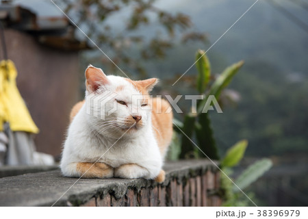 台湾 猴硐 ホウトン (猫村) 台湾 猴硐 ホウトン (猫村) 38396979