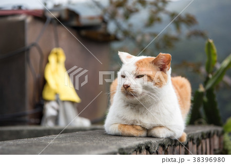 台湾　猴硐　ホウトン　(猫村) 38396980
