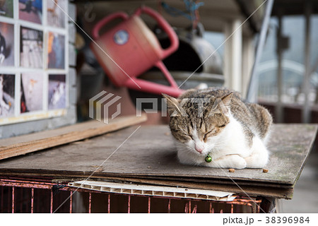 台湾 猴硐 ホウトン 猫村 の写真素材 台湾 猴硐 ホウトン 猫村 の写真素材