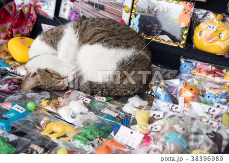 台湾 猴硐 ホウトン 猫村 の写真素材 3969