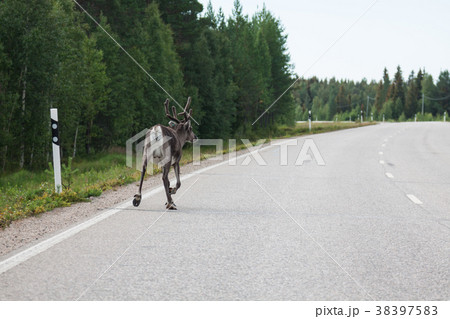 Reindeer on the road. Northern Finland Reindeer on the road. Northern Finland 38397583