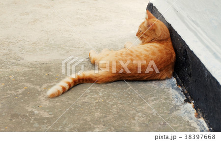 Brown Cat Resting Outdoors 38397668