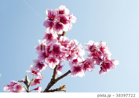 寒緋桜 38397722