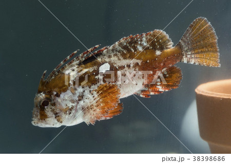 魚 ハオコゼ おす 魚 ハオコゼ おす 38398686
