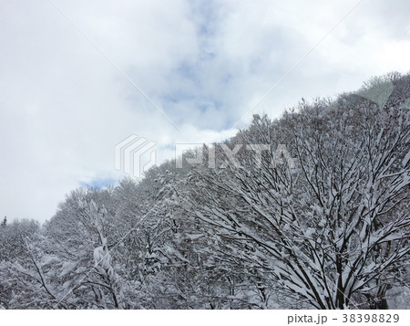 雪の写真13 雪の写真13 38398829