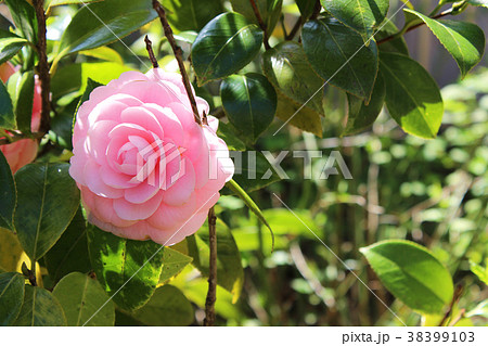 椿の写真6 38399103