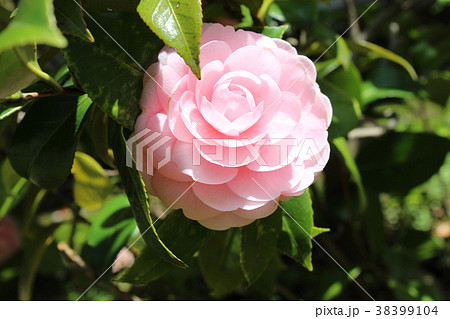 椿の写真7 38399104