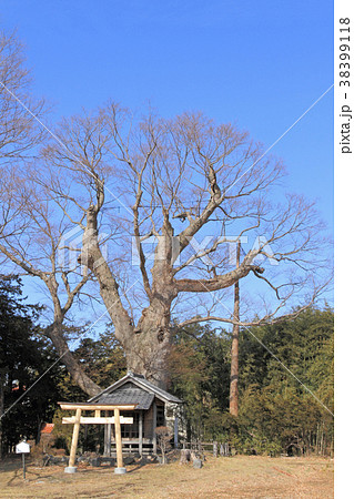 重要文化財馬場家住宅の祝殿と大ケヤキ 重要文化財馬場家住宅の祝殿と大ケヤキ 38399118