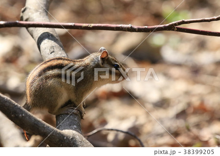 蝦夷シマリス 38399205