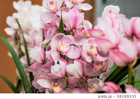 シンビジューム 洋ラン シンビジューム 洋ラン 38399335