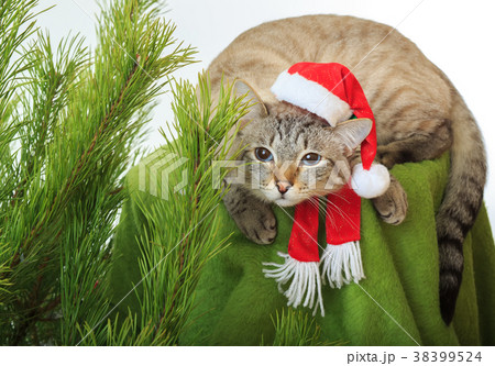 Funny cat in a Santa Claus hat under Christmas Funny cat in a Santa Claus hat under Christmas 38399524