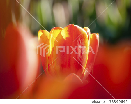 ビタミンカラーのチューリップ 38399642