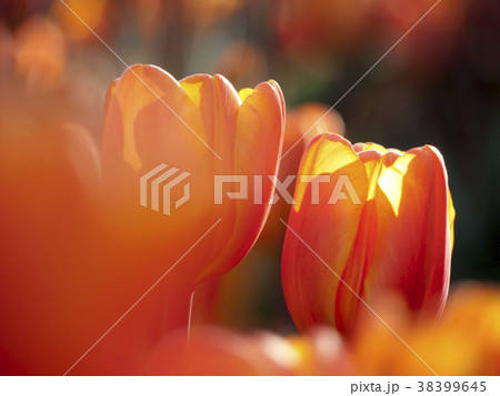 ビタミンカラーのチューリップ ビタミンカラーのチューリップ 38399645