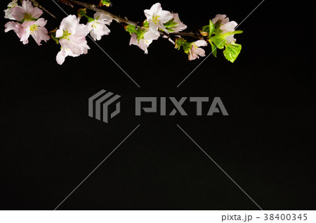 桜 黒バック 桜 黒バック 38400345