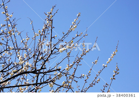 梅の花 公園 梅の花 公園 38400361