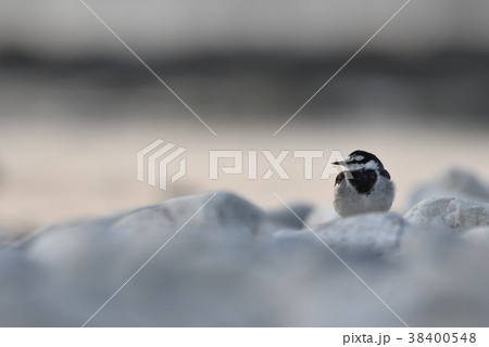 夕方、河原に佇む「ハクセキレイ」 38400548