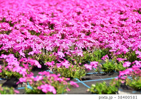 ピンクの芝桜 38400581