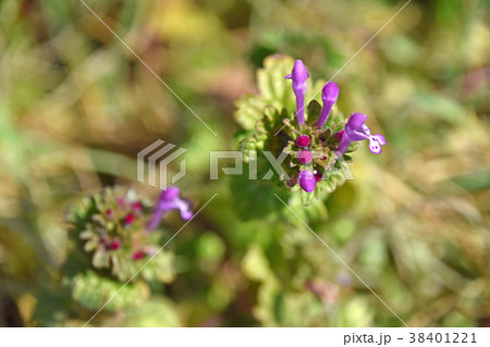 ホトケノザ(仏の座) ホトケノザ(仏の座) 38401221
