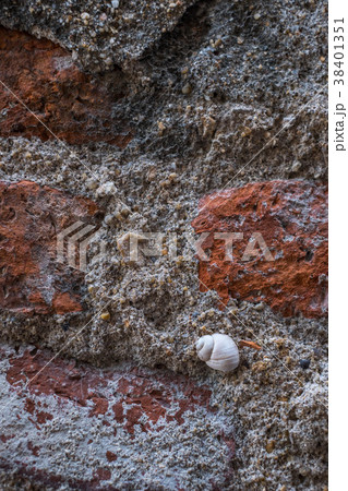 Shells on the old wall. 38401351