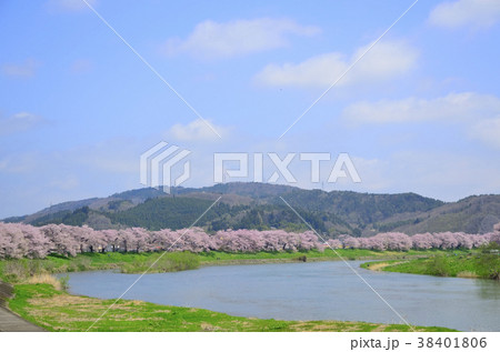 一目千本桜 宮城県大河原町 一目千本桜 宮城県大河原町 38401806
