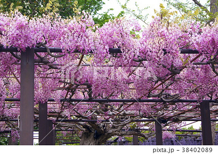 アカフジ：熊野の長藤で有名な行興寺（磐田市) 38402089