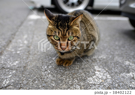 キジトラ猫 38402122